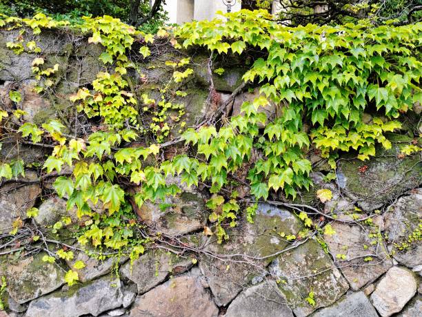 Parthenocissus tricuspidata