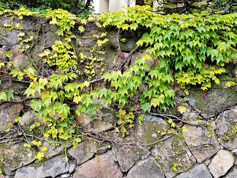 Brick wall with climbing plant