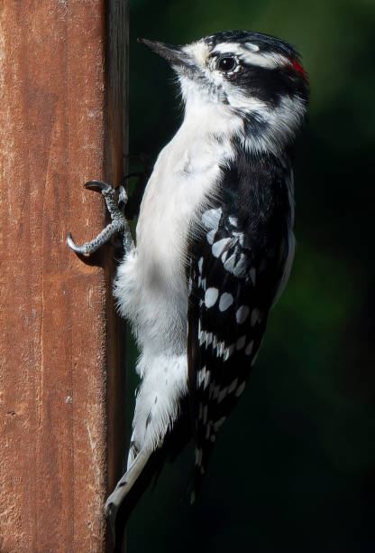 istock A Woodpecker on the deck fence 1621001738