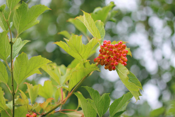 Guelder rose, Viburnum opulus, tree leaves and red berries with a blurred background of leaves and white sky.