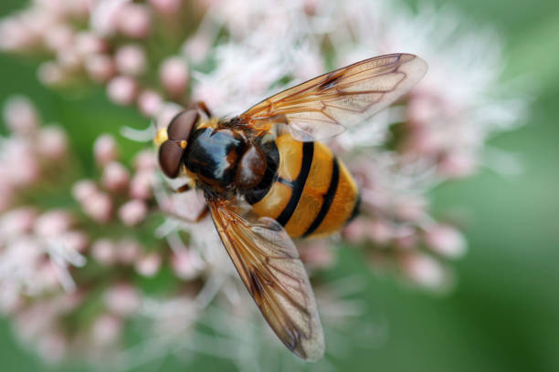 istock Hornet hoverfly feeding on flowers in close up 1621008421