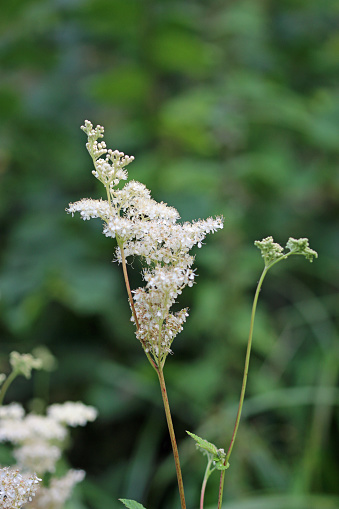 Meadowsweet, Filipendula ulmaria, white flowers in close up with a blurred background of leaves.