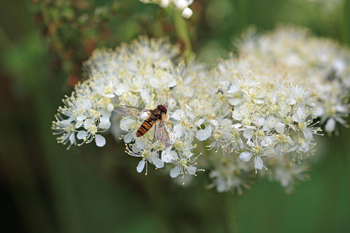 Meadowsweet, Filipendula ulmaria, white flowers in close up with the hoverfly, Episyrphus balteatus feeding and a blurred background of leaves.
