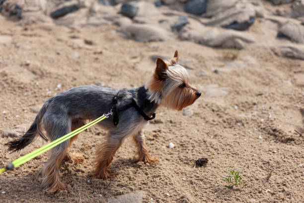 Yorkshire Terrier on the beach with a leash. Selective focus.