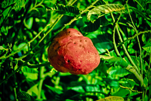Annona reticulata Annona reticulata, Red custard apple annona reticulata stock pictures, royalty-free photos & images