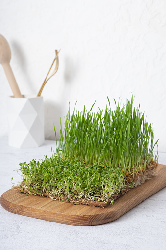 Microgreen wheat and alfalfa  with scissors on wooden board.  Home grown healthy superfood.