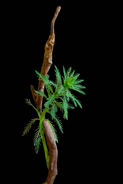 黒い背景に切り取り経路を持つ枯れた丸太の周りに絡み合う水生植物myriophyllum水生 - myriophyllum aquaticum ストックフォトと画像