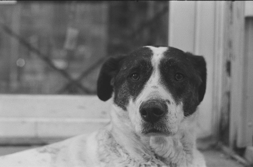 black and white shepherd dog photo, black and white photo of large dog,