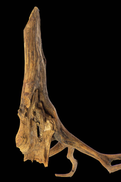istock Tree stump of driftwood texture for decoration isolated on black background with clipping path 1621029971