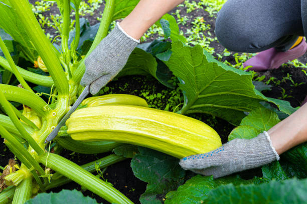 istock a farmer cuts a fresh zucchini with a knife. 1621034116