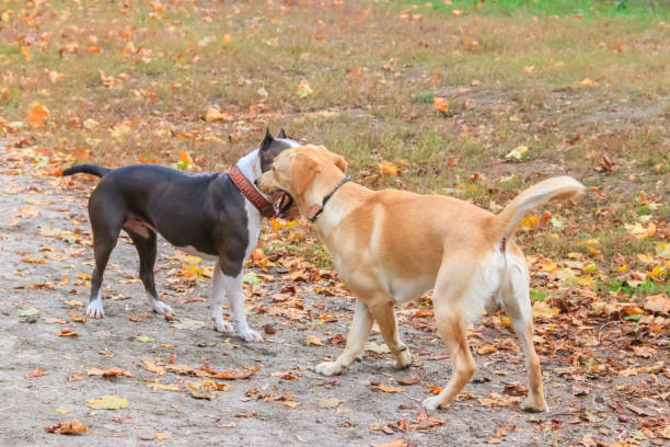 istock Amstaff and labrador retriever playing in autumn park 1621036108