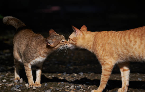Stray tabby cats are greeting each other stock photo