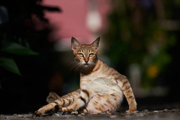 A stray tabby cat in the garden stock photo
