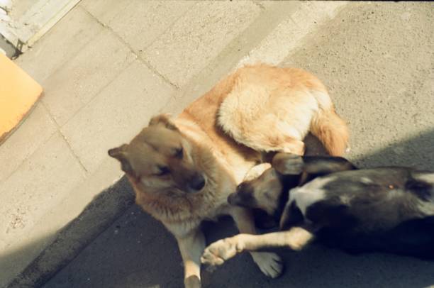 Dogs on the street