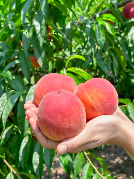 istock Handful of organic peaches 1621054089