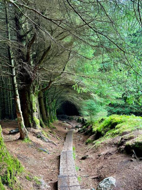 istock Enchanted Stairway: Captivating Steps Amidst Ballinastoe Woods, Wicklow, Ireland 1621055146