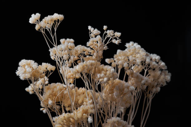 istock Bunch of dry flower on black background 1621055168