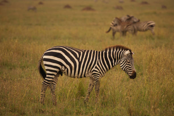 istock Zebras in Serengeti 1621064958