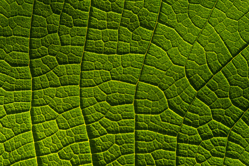 Close-up the texture of green leaf
