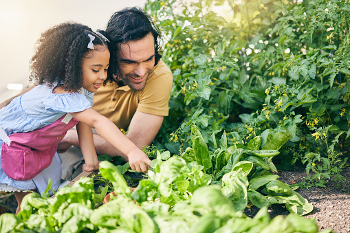 Gardening, father and girl in backyard with plants, teaching and learning with agro growth in nature. Small farm, sustainable food and dad helping child in vegetable garden with love, support and fun