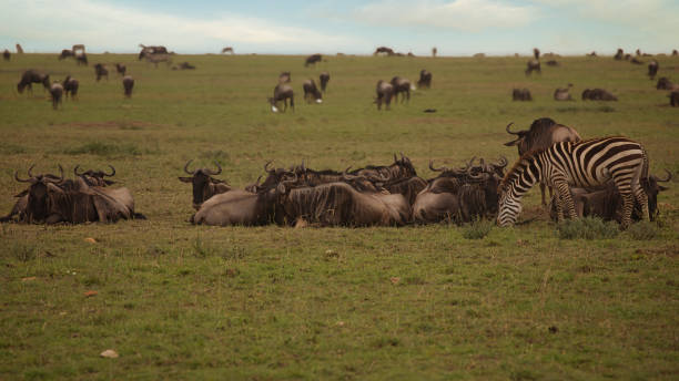 istock Wildebeest and zebra in Serengeti 1621065514