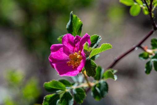 The Arizona Wild Rose or Wood’s Rose (Rosa woodsii) is a shrub that is native to various regions across North America, including parts of Arizona.  This plant typically grows in open areas, meadows and along streams or canyons. It has pink to light rose-colored flowers with five petals and a pleasant fragrance. The leaves have serrated edges and the stems are covered in thorns.  This species of rose has adapted to survive in arid and mountainous environments, making it suitable for the diverse landscapes of Arizona. It provides habitat and food for wildlife, as well as contributing to the natural beauty of the region.  This wild rose was photographed in the Fort Valley area of the Coconino National Forest near Flagstaff, Arizona, USA.