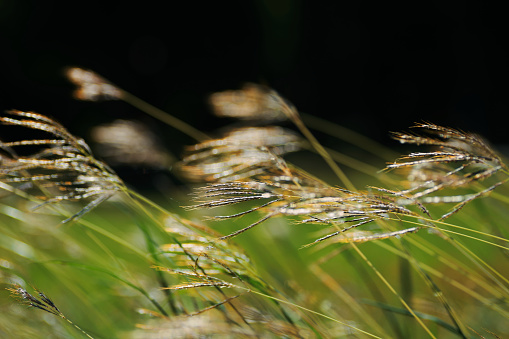 Grass swaying in the breeze