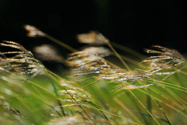 Grass swaying in the breeze stock photo