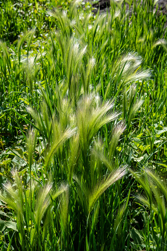 The Foxtail Barley