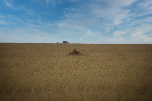 lion on mound in serengeti, safari, africa, tanzania, savanna.