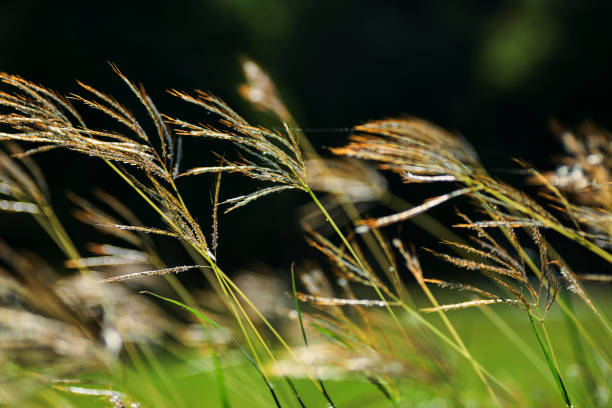 istock Grass swaying in the breeze 1621066551