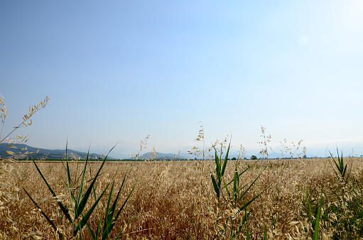 The low angle view of a ripe cereal crop with blue sky and grey clouds in south west Scotland