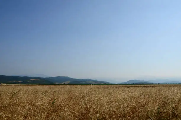 Wheat field, mountains on background, blue clear sky, bright sunlight.