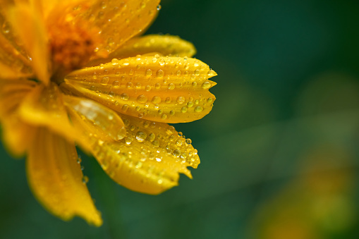 Close-up view of yellow flower on rainy day