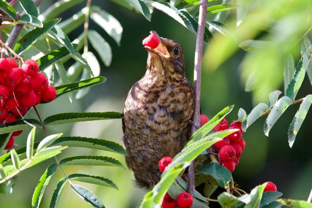 Juvenile blackbird eating Rowan Berries