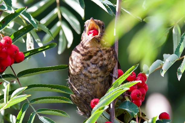 istock Juvenile blackbird eating Rowan Berries 1621088580