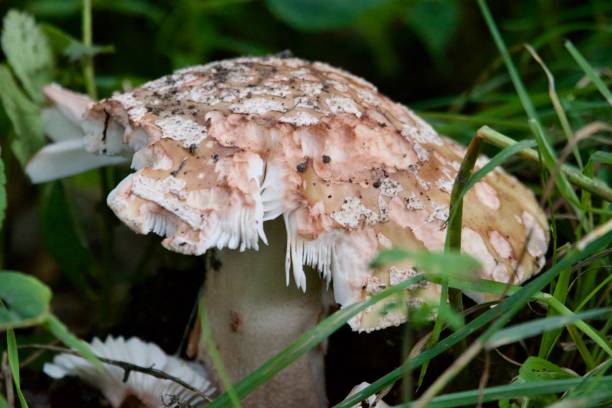 istock Fungi mushroom surrounded by grass 1621089646