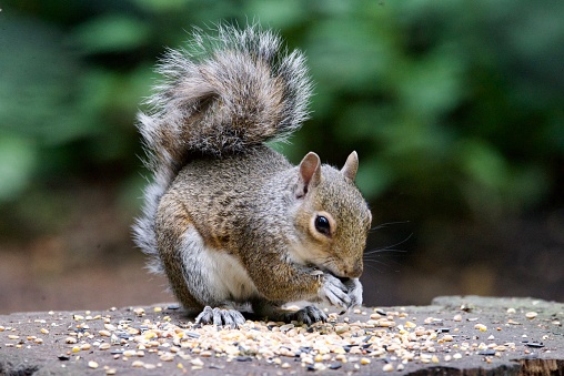 Grey squirrel eating bird seed