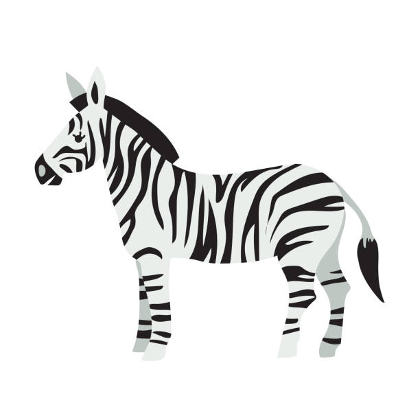 Cute Cartoon Zebra - ilustração de arte vetorial