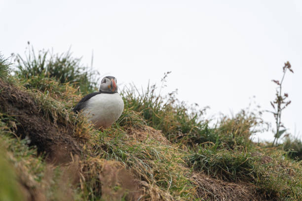 istock Atlantic puffin near his burrow, in Iceland 1621105643