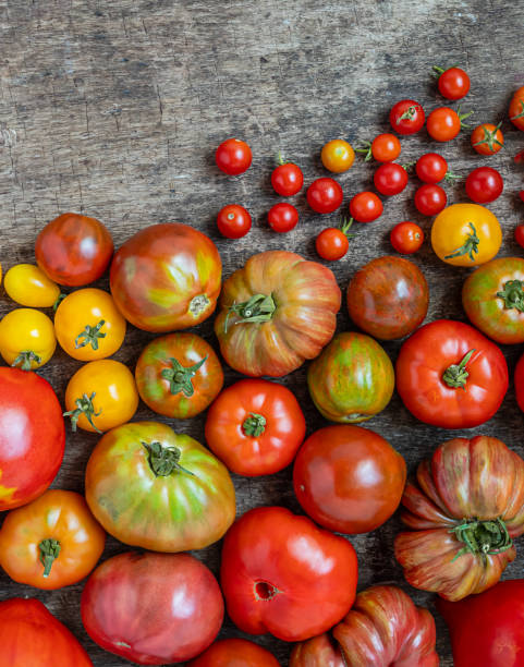 istock Variety of organic untreated tomatoes 1621106749