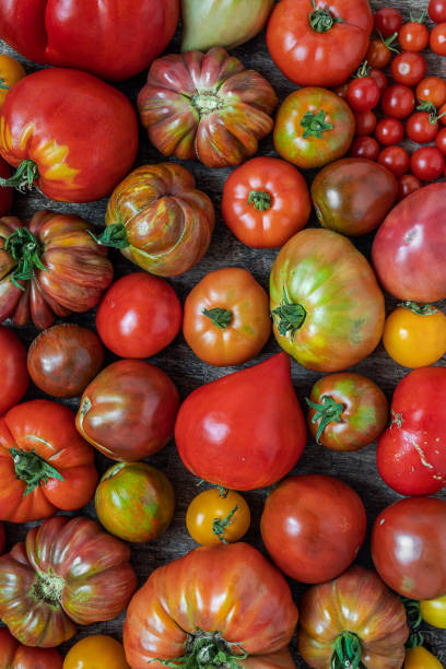 istock Variety of organic untreated tomatoes 1621106751