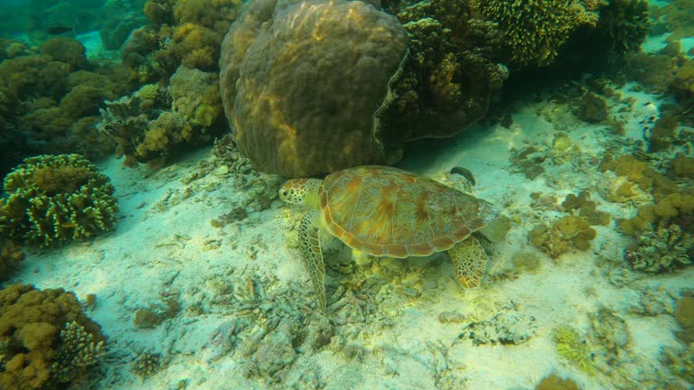 Sea turtle swimming over coral reef in ocean