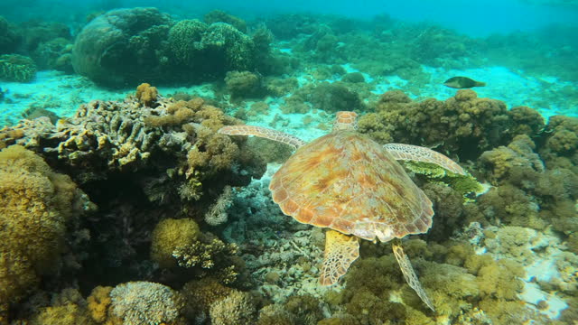 Sea turtle swimming over coral reef in ocean