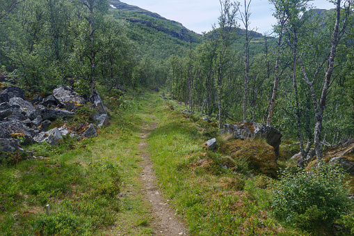 Dovrefjell National Park in Norway with its characteristic plants and trails. Seen on the pilgrimage route St. Olavsweg, Gamle Kongevegen on the way from Oslo to Trondheim.