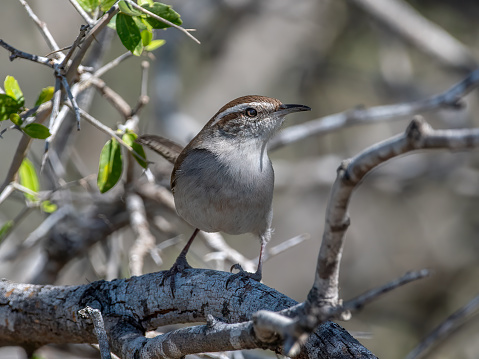 A cute Bewick's Wren comes out of a Texas thicket to perch on an open branch, curious who the photographer is.