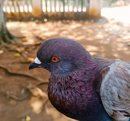Close up brown pigeon dove with red eyes hands on