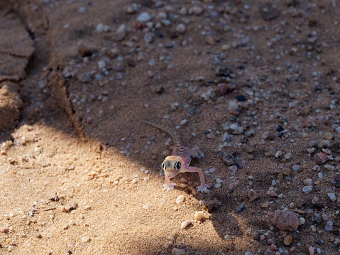 A small Sand Gecko lizard is seen traversing a sandy surface, its feet scurrying across the grains