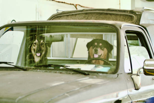 istock Dogs in car going on vacation 1621156698