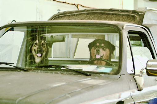 Funny dogs in car ready to go on vacation background